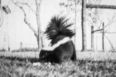 Tony the Skunk